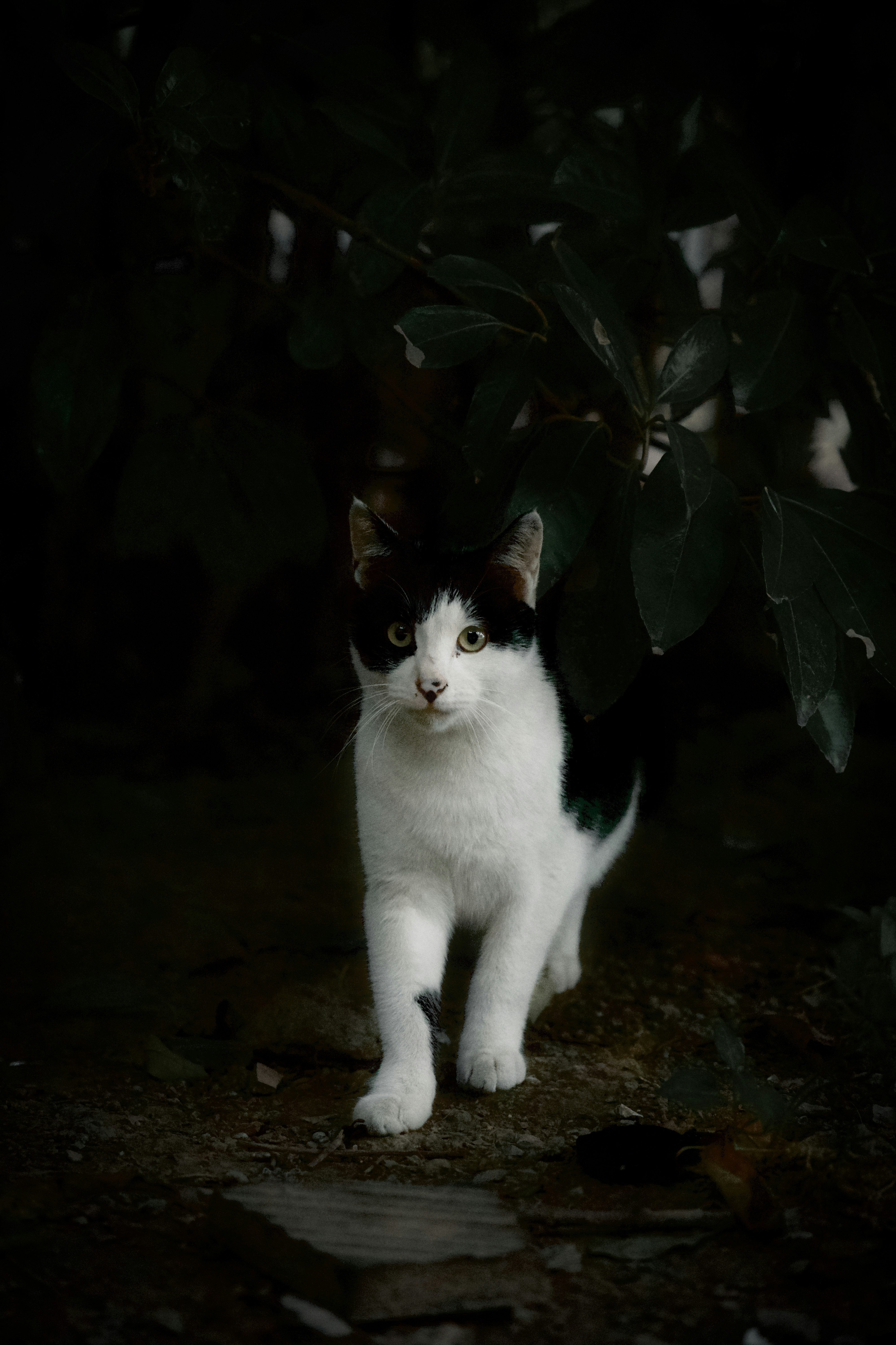 white and black cat on brown soil
